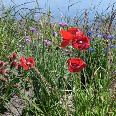 Wildflowers at Peninsula Point Texas cred: Amanda Gerhardt